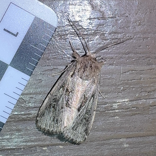 Spodoptera depravata