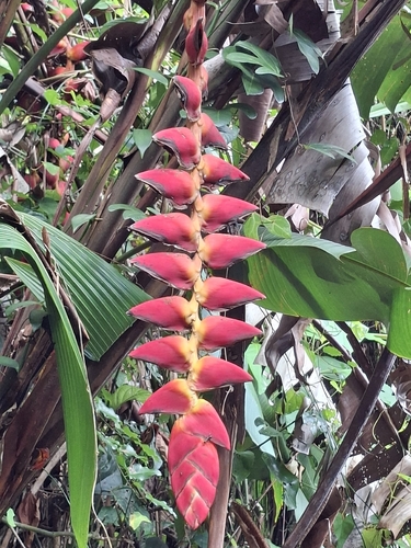 Heliconia pogonantha, photograph 3