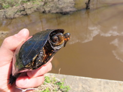 Clemmys guttata