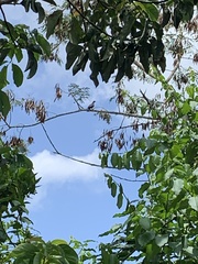 Patagioenas squamosa