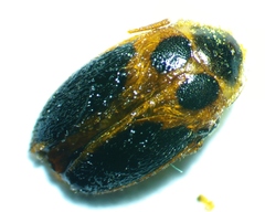 Sacodes pulchella