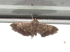 Pilocrocis