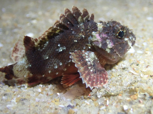 Scorpaenodes parvipinnis observed 2026-05-18