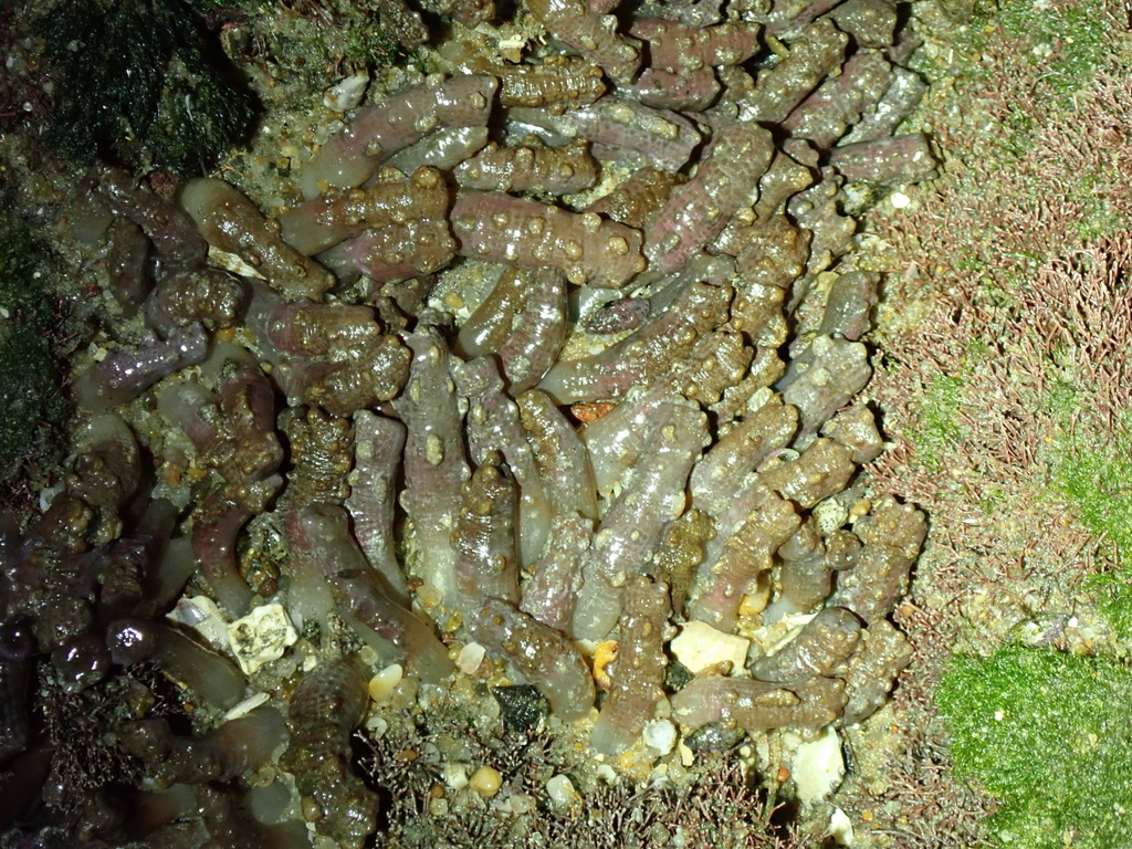 Snake Polyp