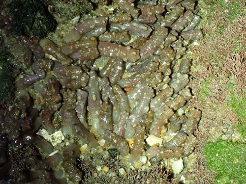 Snake Polyp