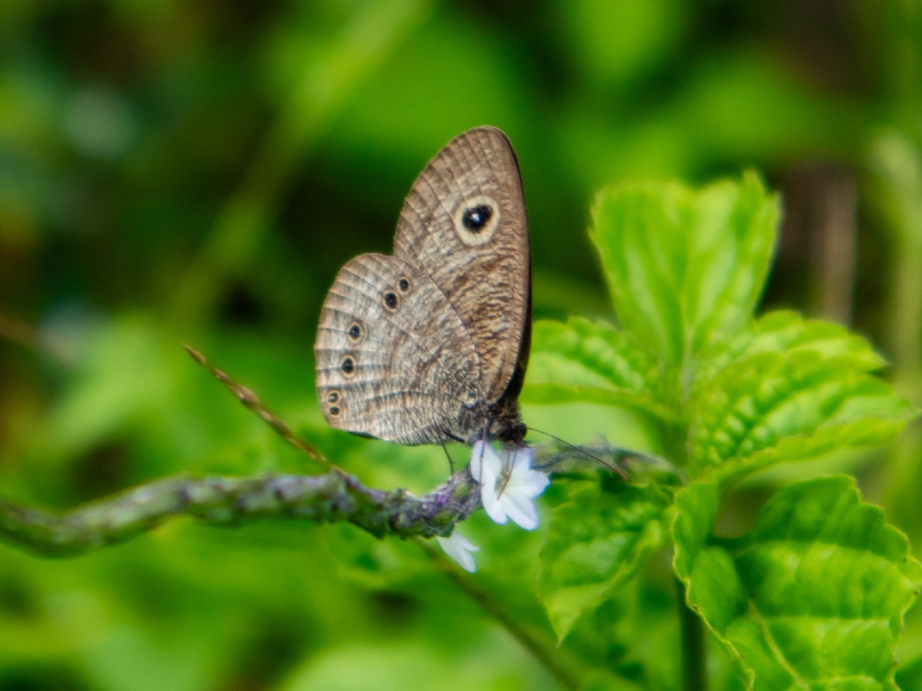 Ypthima nigricans (Ypthima nigricans)