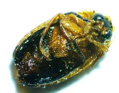 Sacodes pulchella
