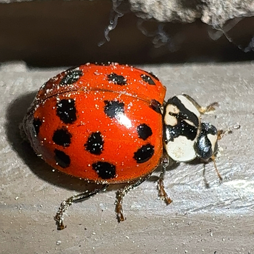 Asian Lady Beetle
