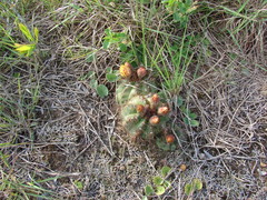 Parodia ottonis