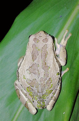 Gastrotheca cuencana