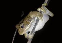 Gastrotheca cuencana