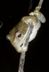 Gastrotheca cuencana