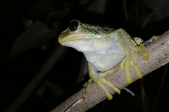 Gastrotheca cuencana