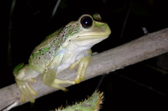 Gastrotheca cuencana