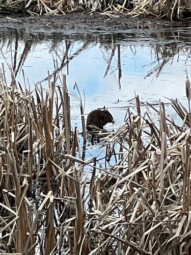Muskrat