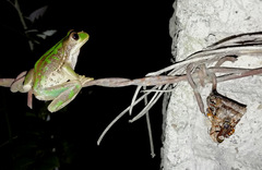 Gastrotheca cuencana