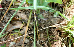 Libellula incesta