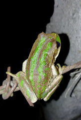 Gastrotheca cuencana