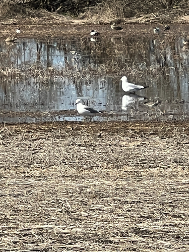 Ring-billed Gull