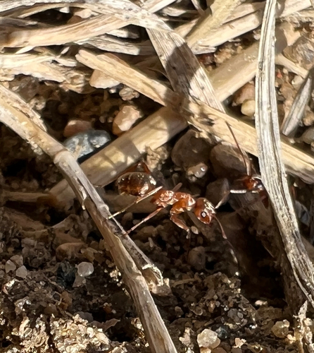 Bright Mound Ant
