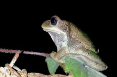 Gastrotheca cuencana