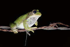 Gastrotheca cuencana