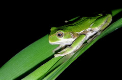 Gastrotheca cuencana