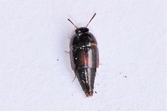 Coproporus ventriculus