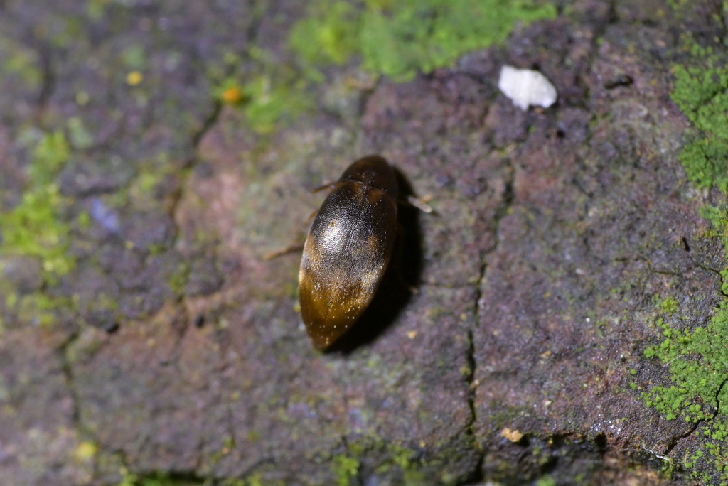 Hylobia calida