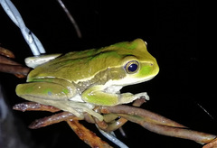 Gastrotheca cuencana