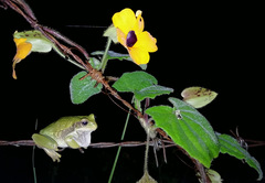 Gastrotheca cuencana