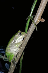 Gastrotheca cuencana