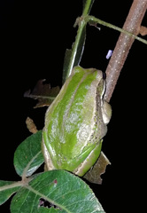Gastrotheca cuencana