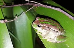 Gastrotheca cuencana