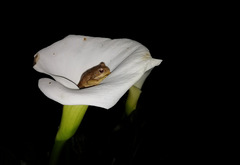 Gastrotheca cuencana