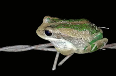 Gastrotheca cuencana