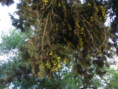 Gomesa bifolia