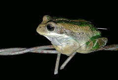 Gastrotheca cuencana
