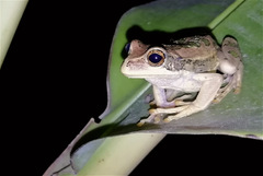 Gastrotheca cuencana