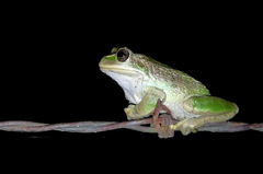 Gastrotheca cuencana