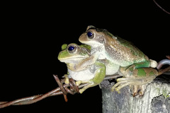 Gastrotheca cuencana