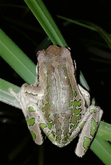 Gastrotheca cuencana