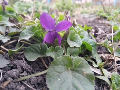 Viola odorata