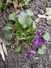 Viola odorata