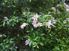 Bignonia callistegioides