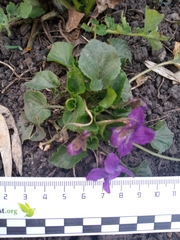 Viola odorata