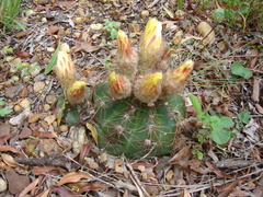 Parodia ottonis