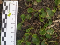 Viola odorata