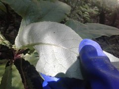 Brachyglottis hectorii