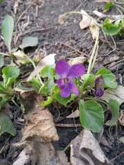 Viola odorata